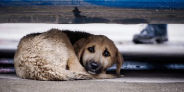 ფეიერვერკების გამო უამრავი ცხოველი ტოვებს საკუთარ საცხოვრებელს და გარბის, ბევრი იხოცება – ცირა ცისია თუთიაშვილი