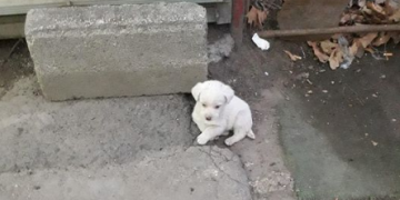 „ამხელა სამყაროში სულ მარტოა და მარტო ცდილობს გადარჩენას“ – ცხოველთა დამცველი ემოციურ პოსტს აქვეყნებს