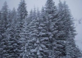 წიწვოვანი ტყეები 24 საათიან რეჟიმში კონტროლდება – გარემოსდაცვითი ზედამხედველობა მოსახლეობას ჯარიმებზე აფრთხილებს