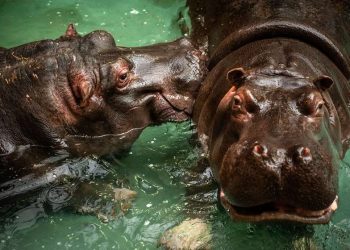 ბელგიაში ორი ბეჰემოთი კორონავირუსით დაინფიცირდა