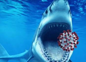 ზვიგენის სისხლში აღმოაჩინეს ცილები, რომლებიც კორონავირუსს ანეიტრალებს