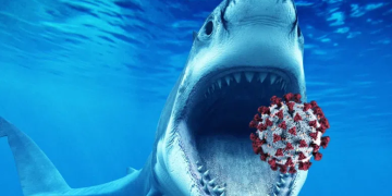 ზვიგენის სისხლში აღმოაჩინეს ცილები, რომლებიც კორონავირუსს ანეიტრალებს