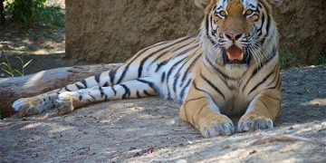 გთხოვთ გაითვალისწინოთ და მიაწვდინოთ ხმა რაც შეიძლება მეტ ადამიანს – თბილისის ზოოპარკი საგანგებო მიმართვას ავრცელებს