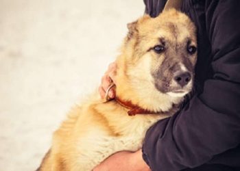 კუნძულ სახალინზე ბავშვი ქარბუქში გაყინვას ძაღლთან ჩახუტებით გადაურჩა