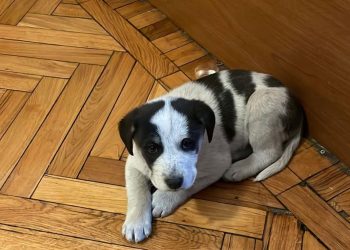 რა დაარქვა “ოცნების” ფრაქციამ ლეკვს, რომელიც პარლამენტში შეიფარეს? – ვიდეოები