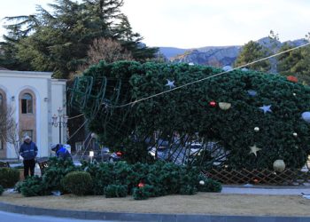 მცხეთის ცენტრალურ მოედანზე მთავარი ნაძვის ხე წაიქცა