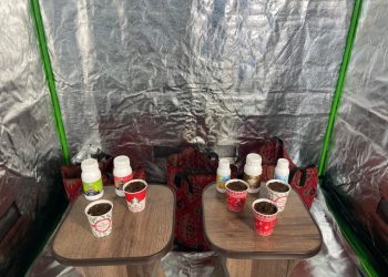 „გირჩი-მეტი თავისუფლება“-ს წევრებმა პირდაპირ ეთერში სამედიცინო კანაფი დათესეს