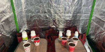 „გირჩი-მეტი თავისუფლება“-ს წევრებმა პირდაპირ ეთერში სამედიცინო კანაფი დათესეს