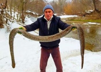 ოკუპირებულ სოფელ ავნევთან არგენტინული მახრჩობელა გველი “ბო” იპოვეს