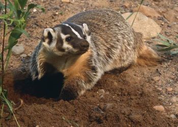 საკვების ძებნაში მშიერმა მაჩვმა რომაული პერიოდის განძი აღმოაჩინა