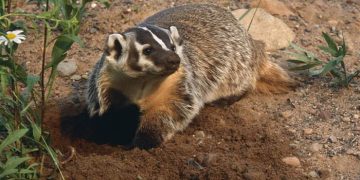 საკვების ძებნაში მშიერმა მაჩვმა რომაული პერიოდის განძი აღმოაჩინა
