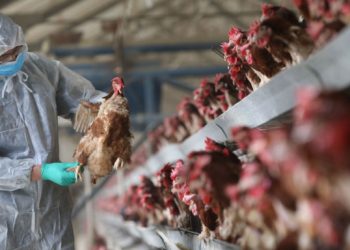 ფრინველის გრიპის ეპიდემიის გამო ისრაელში ათი ათასობით ინდაური და ქათამი დახოცეს