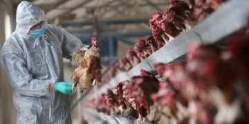 ფრინველის გრიპის ეპიდემიის გამო ისრაელში ათი ათასობით ინდაური და ქათამი დახოცეს