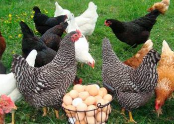 კვერცხი და ფრინველის ხორცი შესაძლოა, კიდევ გაძვირდეს –  მეფრინველეობის განვითარების ასოციაციის თავმჯდომარე