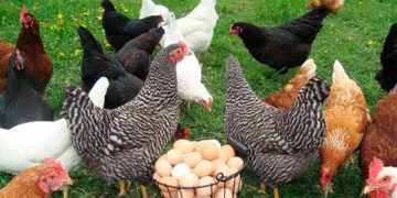 კვერცხი და ფრინველის ხორცი შესაძლოა, კიდევ გაძვირდეს –  მეფრინველეობის განვითარების ასოციაციის თავმჯდომარე