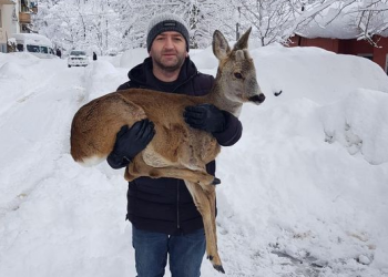 მოქალაქემ ფეხმოტეხილი შველი იპოვა და გამოჯანმრთელებამდე შეიფარა