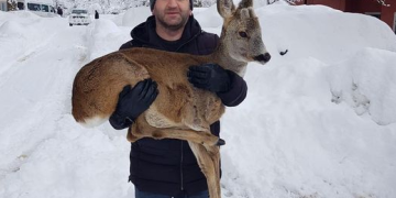 მოქალაქემ ფეხმოტეხილი შველი იპოვა და გამოჯანმრთელებამდე შეიფარა