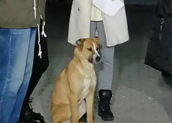 სოციალურ ქსელში ვრცელდება ძაღლის ფოტო, რომელიც მიხეილ სააკაშვილის ხმას ახშობდა