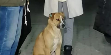 სოციალურ ქსელში ვრცელდება ძაღლის ფოტო, რომელიც მიხეილ სააკაშვილის ხმას ახშობდა