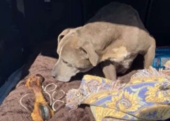 აშშ-ში, 12 წლის წინ დაკარგული ძაღლი პატრონთან დააბრუნეს