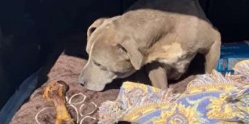 აშშ-ში, 12 წლის წინ დაკარგული ძაღლი პატრონთან დააბრუნეს