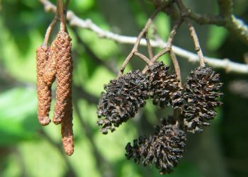 “მცენარეული ალერგენების გავრცელების პროგნოზი”- ალერგიისა და იმუნოლოგიის ცენტრი