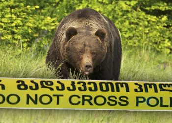 ოკუპირებულ ტყვარჩელში დათვმა 1 ადამიანი მოკლა, 1 კი დაგლიჯა