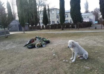 ერთგული ძაღლი მამა გიორგის საფლავს არ შორდება