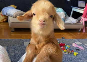 “ჯერ რომ ბიჭი იყავი და მერე გოგო, ახლა არცერთი”-თიკანი გოდო მოკვდა