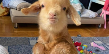 “ჯერ რომ ბიჭი იყავი და მერე გოგო, ახლა არცერთი”-თიკანი გოდო მოკვდა