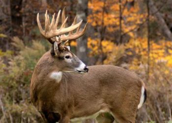 თეთრკუდა ირმებში კორონავირუსის ომიკრონ-ვარიანტი გამოვლინდა