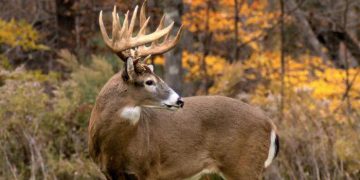 თეთრკუდა ირმებში კორონავირუსის ომიკრონ-ვარიანტი გამოვლინდა