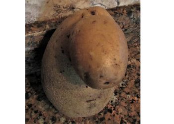 “კარტოფილის ახალი ჯიში – სევდიანი კავკასიელი” – გიორგი მასალკინი