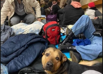 პოლონეთი სთხოვს უკრაინის მოქალაქეებს არ დატოვონ შინაური ცხოველები და თან წაიყვანონ – ტასო ლოსაბერიძე