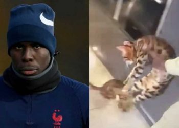 კურტ ზუმას კატები ჩამოართვეს – Adidas-ი ცხოველთმოძულე ფეხბურთელთან კონტრაქტს წყვეტს