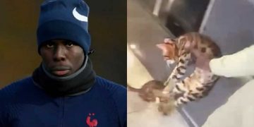 კურტ ზუმას კატები ჩამოართვეს – Adidas-ი ცხოველთმოძულე ფეხბურთელთან კონტრაქტს წყვეტს