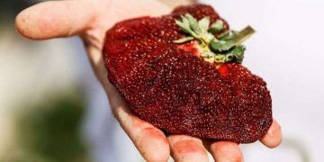 ისრაელში ფერმერმა გიგანტური მარწყვი გაზარდა და გინესის რეკორდების წიგნში მოხვდა