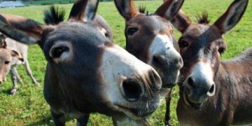 ვირის რძე 1 ლ.60 ლარი, ყველი – 1 კგ.1.500 ლარი – „ვირლანდია“ და მისი საინტერესო ისტორია