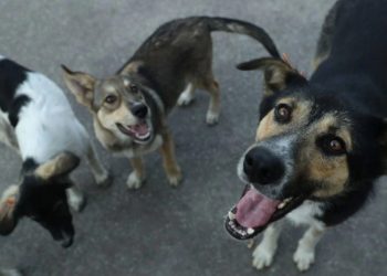 იტალია, უკრაინიდან “მაწანწალა” ძაღლების და კატების მიღებაზე, უარს ამბობს