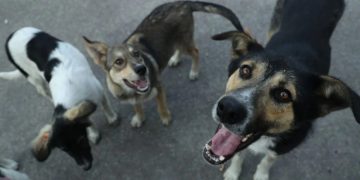 იტალია, უკრაინიდან “მაწანწალა” ძაღლების და კატების მიღებაზე, უარს ამბობს