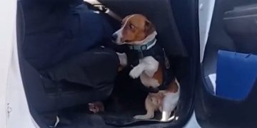 ძაღლი რომელმაც ომის დაწყებიდან 90 ასაფეთქებელი მოწყობილობის გასუფთავება შეძლო (ვიდეო)