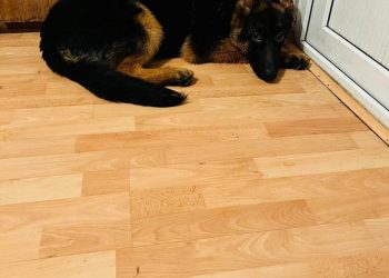 ისნის ტერიტორიაზე დაიკარგა გერმანული ნაგაზი „მაქსი“