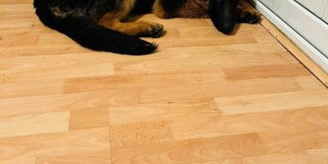 ისნის ტერიტორიაზე დაიკარგა გერმანული ნაგაზი „მაქსი“