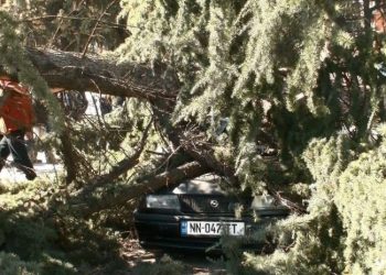 გურჯაანში ქარმა ხე მოგლიჯა, რომელიც 2 ავტომანქანას დაეცა