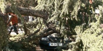 გურჯაანში ქარმა ხე მოგლიჯა, რომელიც 2 ავტომანქანას დაეცა