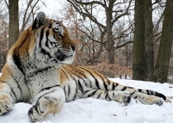 მინესოტას ზოოპარკში მცხოვრები 12 წლის ვეფხვი, სახელად პუტინი, მოკვდა