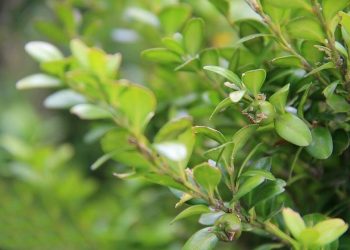 ბზის მოჭრაზე კონტროლი მკაცრდება