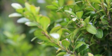 ბზის მოჭრაზე კონტროლი მკაცრდება