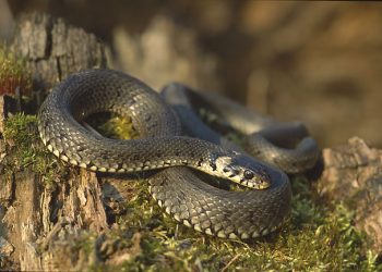 „გველები კედლებსა და ჭერში იყვნენ“ – სახლში, სადაც ორი არასრულწლოვანი ცხოვრობს, ათეულობით ქვეწარმავალი იპოვეს