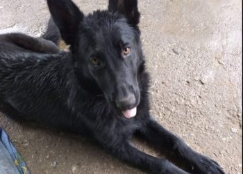 “ეს მშვენიერი არსება დაიკარგა ზუგდიდში, ამ დრომდე უშედეგოდ ვეძებთ” – ლაშა ბერულავა